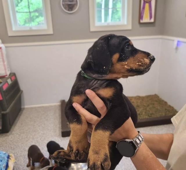 Schöne Dobermann Welpen - Rassehunde Dobermann - Deggendorf