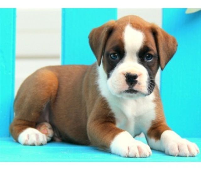 Wunderschöne Boxer Welpen sehr Typvoll - Rassehunde Boxer - Leutasch