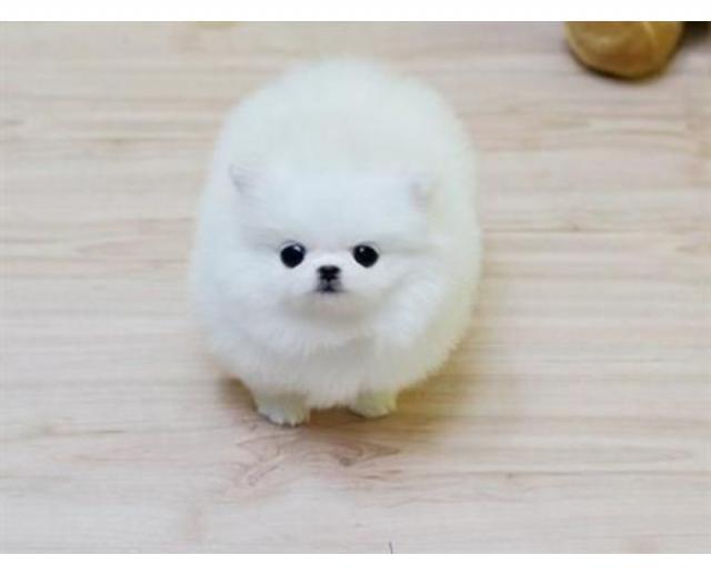 MINI Pomeranian SpitzBoo Welpe  - Rassehunde Spitz - Hoffenheim
