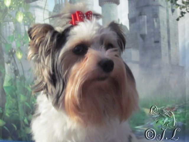 Biewer Yorkshire Terrier la Pom-Pon Deckrüde sucht netten Damebesuch - Deckanzeigen - Stolberg