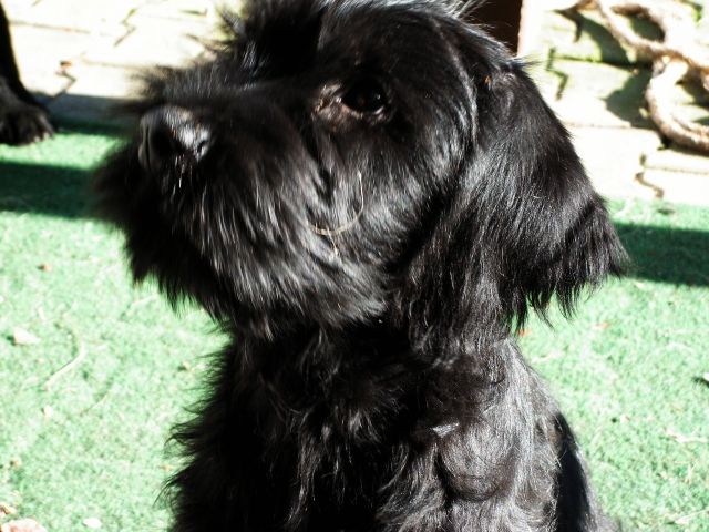 Riesenschnauzer Welpen mit Papiere abzugeben - Rassehunde Riesenschnauzer - Frohburg