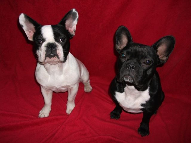 Zwei süße  junge Französische Bulldoggen abzugeben - Rassehunde Franzoesische Bulldogge - Ludwigshafen