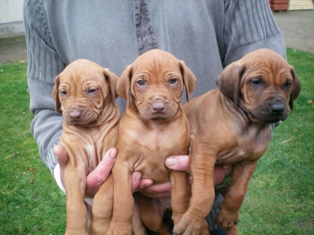 Rhodesian Ridgeback Welpen o.P. - Rassehunde Rhodesian Ridgeback - Netzow