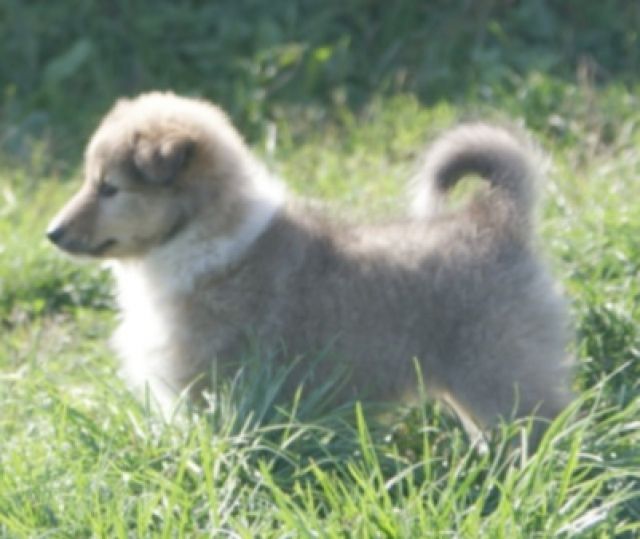 2 Sheltie Hündinnen (Welpen) suchen ein neues Zuhause - Rassehunde Sheltie - Lürschau