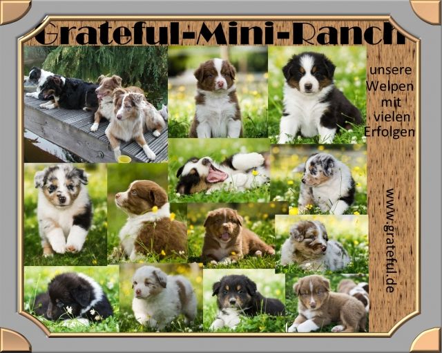 Australian Shepherd Welpen - Rassehunde Australian Shepherd - Bocholt