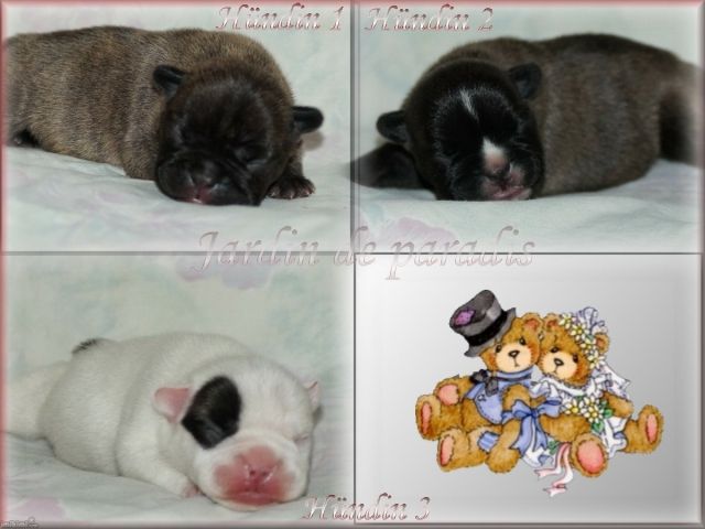 Französische Bulldoggen Welpen dürfen zu mitte September umziehen - Rassehunde Franzoesische Bulldogge - Frankfurt