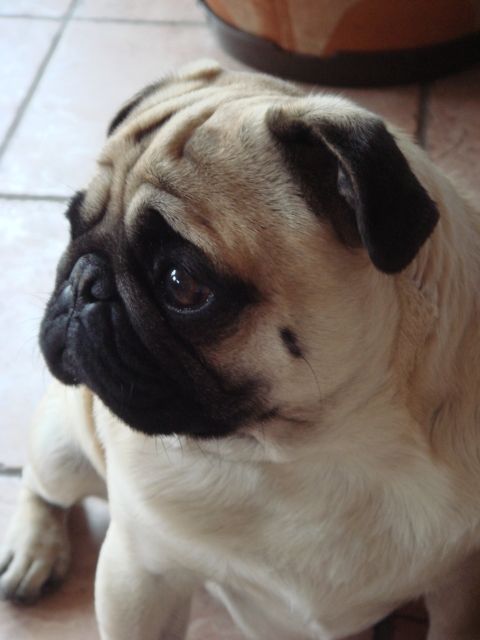 Deckanzeige Mopsrüde - Rassehunde Mops - Sonnenbühl