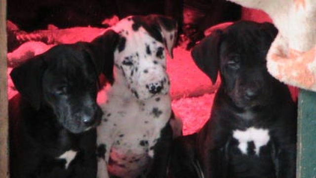 Deutsche doggen welpen   - Rassehunde Dogge - hannover