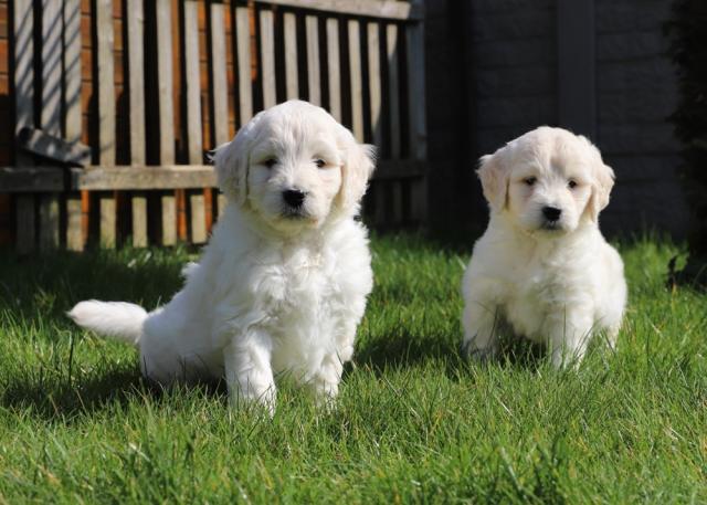 Golden Retriever sucht eine neue Familie  - Rassehunde Golden Retriever - Hamburg