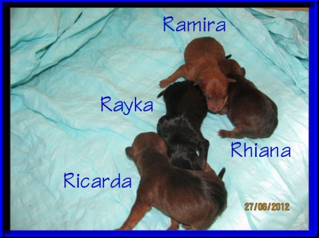 Zwergpinscher - Rassehunde Pinscher - Frielendorf