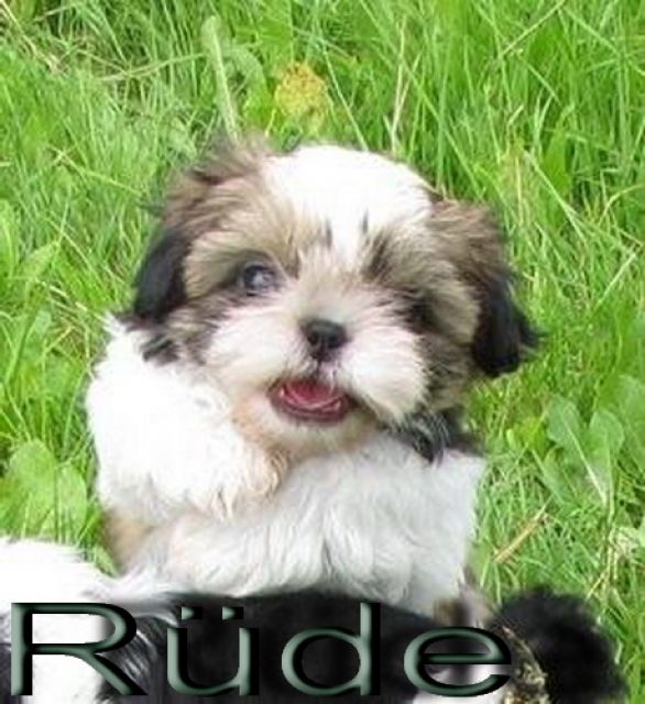 Shih-Tzu-vom-Paradiesgarten - Rassehunde Shih Tzu - feldatal