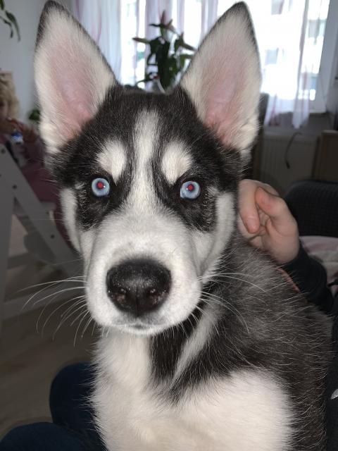 Husky mix Welpe  - Rassehunde Husky - Maintal 