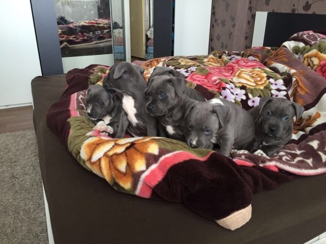  American Welpen Blue-Line Pit Bull Terrier**77ssw...... - Rassehunde Pit Bull - Perchtoldsdorf