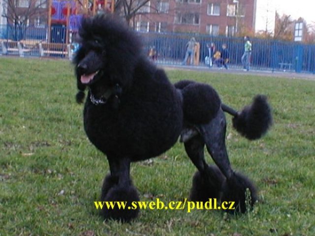 Grosspudel Welpen Königspudel - Rassehunde Pudel - Valasske Mezirici