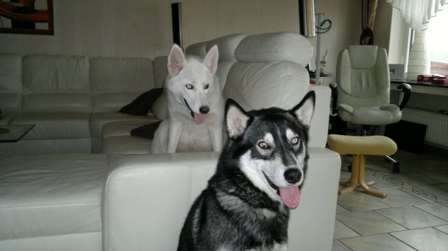 Wunderschöne Siberian Husky-Welpen!!! - Rassehunde Husky - Lähden