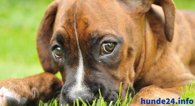 Hundehaftpflicht - Schütze deinen Vierbeiner!  - Hunde Zubehoer - Berlin
