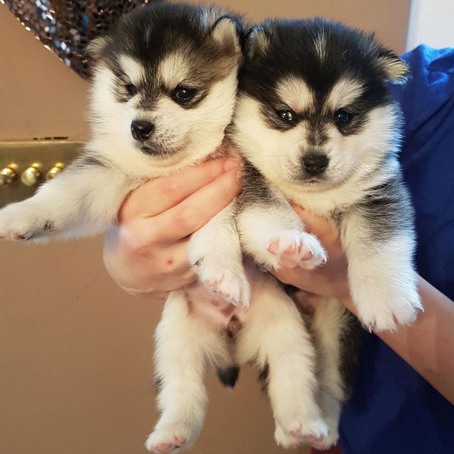Schöner Husky Siberia-Welpe Blaue Augen - Rassehunde Husky - Hille