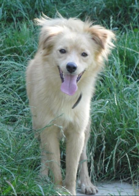 Ginger sucht ein zuhause - Mischlinge - Rosenheim