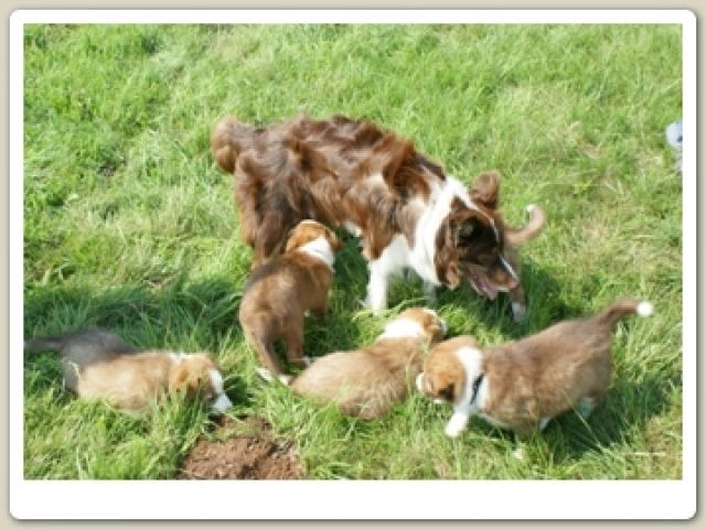 Border Collie Welpen mit VDH Papieren - Rassehunde Collie - Olsbrücken