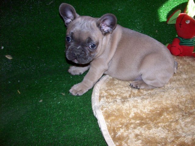 Französische bulldogge welpen - Rassehunde Franzoesische Bulldogge - Budapest
