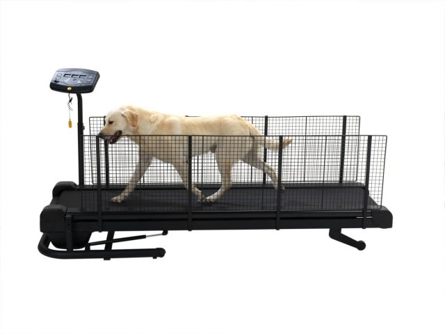 Hundelaufband FitFurLife - Hunde Zubehoer - Weilmünster / Kreis Limburg-Weilburg