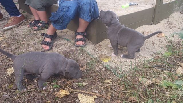 Reinrassige Pitbull Blueline welpen zuckersüß  - Rassehunde Pit Bull - Grevenbroich