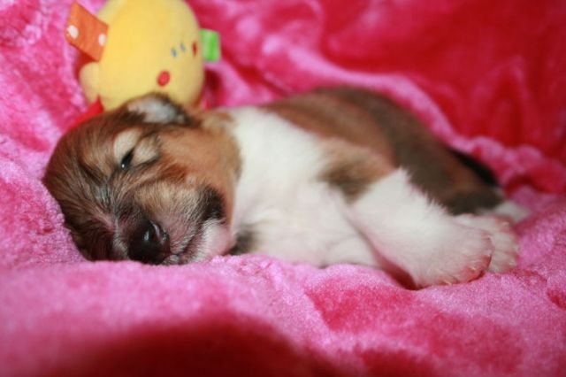 Süße Colliewelpen aus liebevoller VDH-Zucht abzugeben! - Rassehunde Collie - Sömmerda