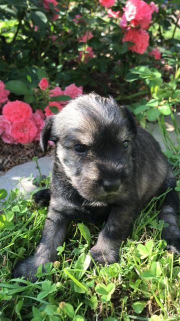 Mittelschnauzer Welpen  - Rassehunde Terrier - Kindelbrück 