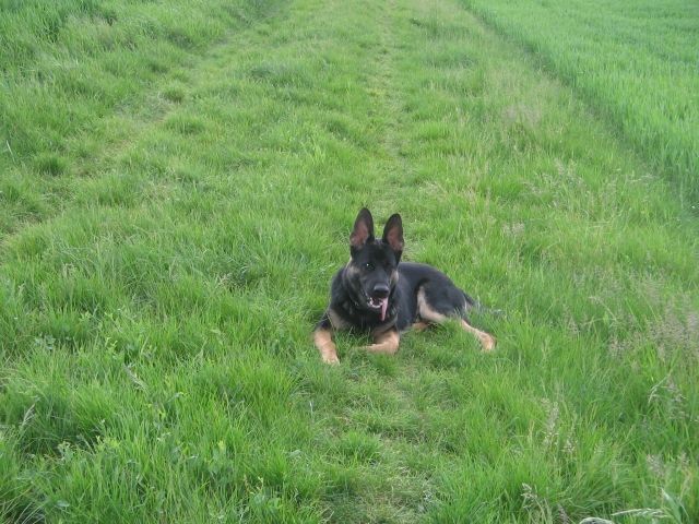 Hundesitter zum Gassi gehen gesucht in Blumberg - Hundesitter - Ahrensfelde OT Blumberg