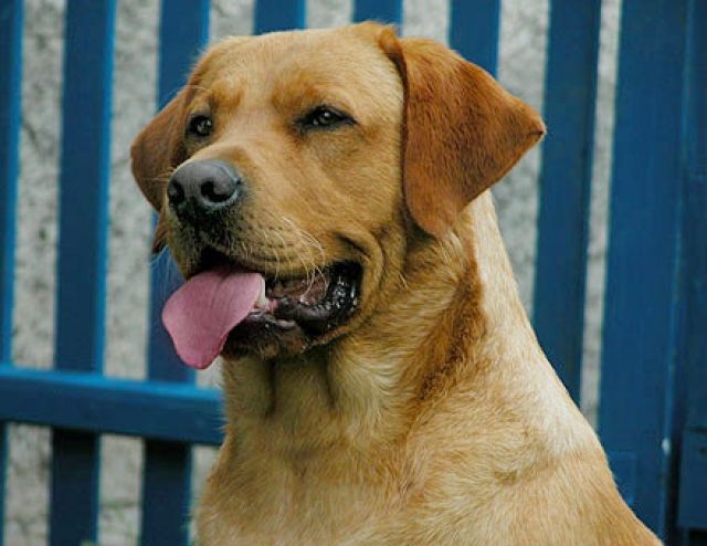 Labrador Deckruede in Sonderlackierung - Deckanzeigen -  Utzenhain