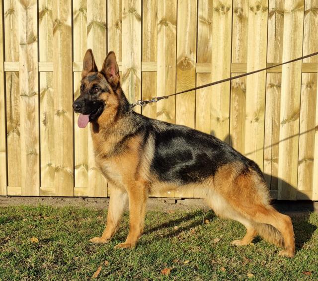 14 Monate alte DSH-Hündin zuverkaufen - Hunde Zubehoer - Pätow-Steegen