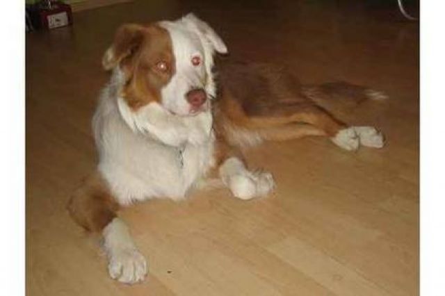 Erfahrener Australien Shepherd Deckrüde o.P. - Deckanzeigen - Bergkamen