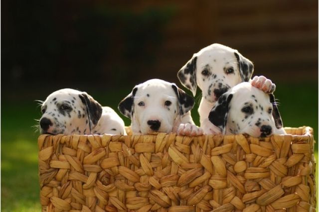 Dalmatiner Welpen aus Hausaufzucht - Rassehunde Dalmatiner - Quedlinburg
