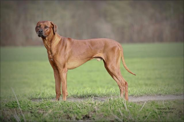 Rhodesian Ridgeback Deckrüde - Deckanzeigen - Dortmund