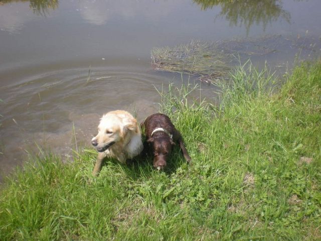 Private Hunde-Exklusivbetreuung-Kein Zwinger, Urlaub für den Hund - Hundesitter - Niederneisen