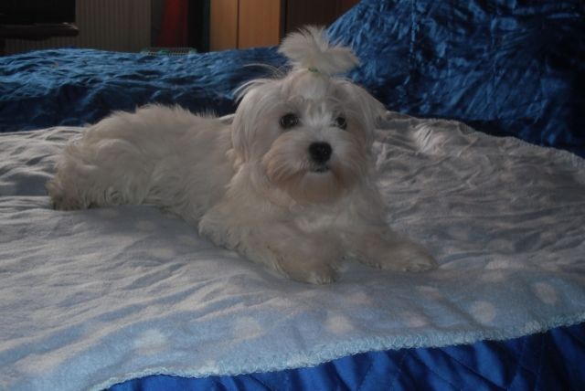 Malteserbube - Rassehunde Malteser - dessau