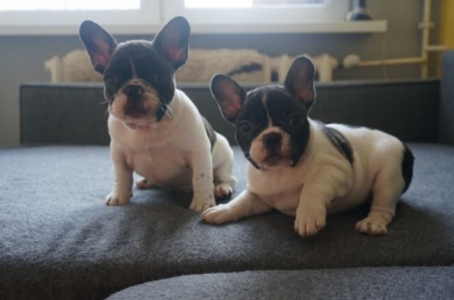 Wunderschöne Französische Bulldogge - Rassehunde Franzoesische Bulldogge - Dortmund
