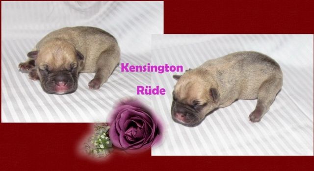 Französische Bulldoggen aus guten Linien - Rassehunde Franzoesische Bulldogge - ulrichstein