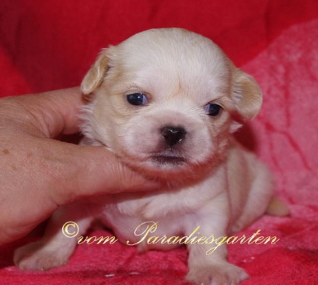 Reinrassige Shih Tzu Welpen suchen neue Hundeeltern - Rassehunde Shih Tzu - frankfurt