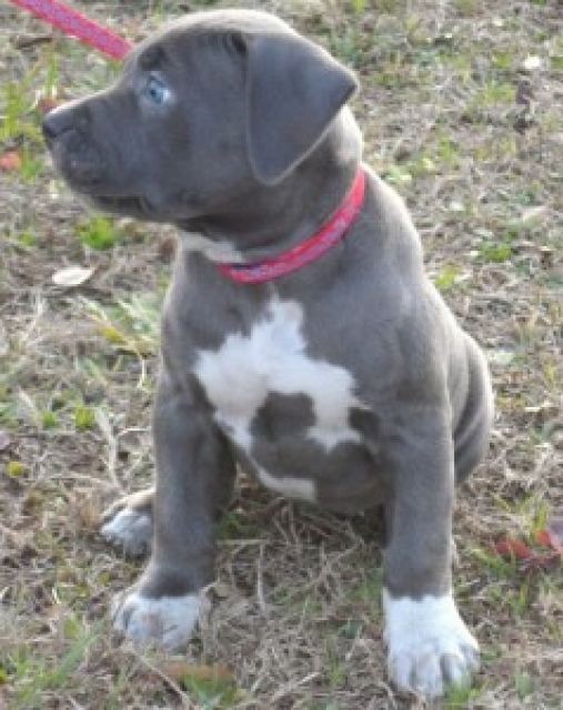 Wunderschone Pitbull Bully Welpen Suchen Ein Neues Zuhause