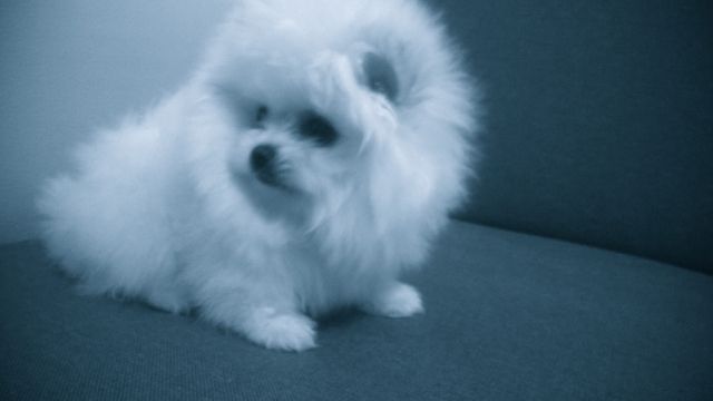 Pomeranian pups - Rassehunde Spitz - Minsk