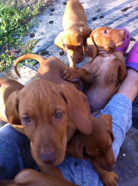 Magyar vizsla Welpen - Deckanzeigen - Bochum