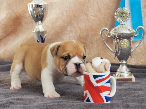 Englische Bulldogge welpen - Rassehunde Bulldog -  Bochum