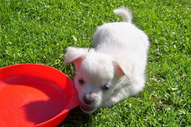 Ein kleiner weißer LH Chihuahua sucht ein Zuhause. - Rassehunde Chihuahua - Nordstemmen