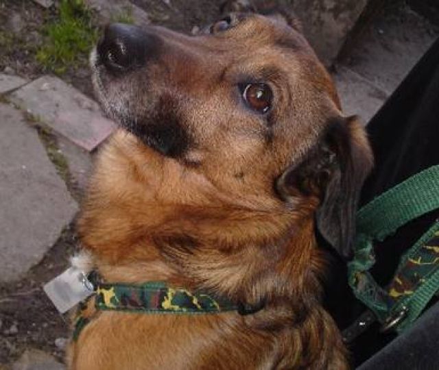 Quirliger Dackel-Mix-Rüde sucht neue Familie - Mischlinge - Erlau