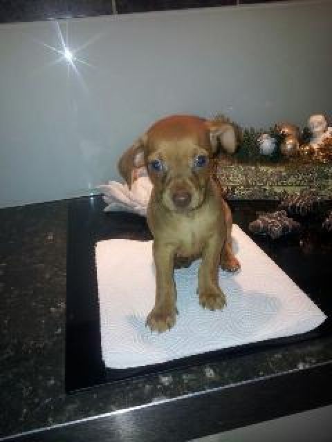 Wunderschöne Chihuahua Rehpinscher Mix - Rassehunde Chihuahua - Offenbach