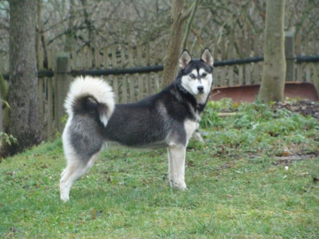 Siberian Huskywurfplanung Frühjahr 2010 mit Qualität - Rassehunde Husky - Wolferstedt