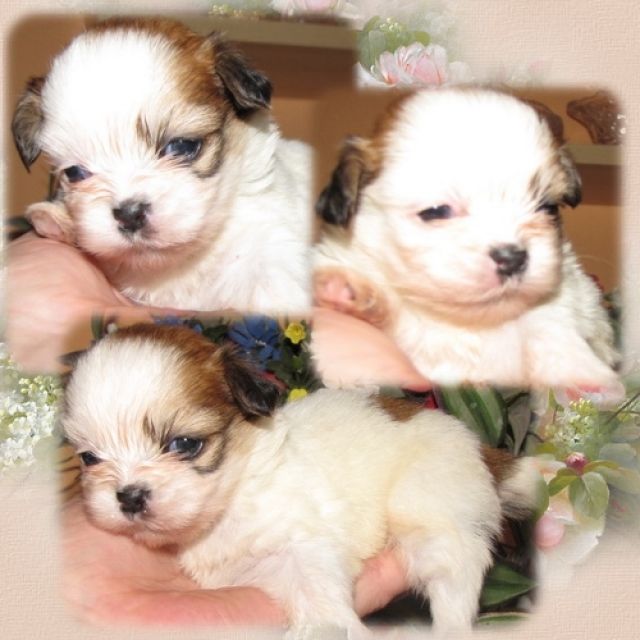 Reinrassige Shih Tzu - Rassehunde Shih Tzu - feldatal