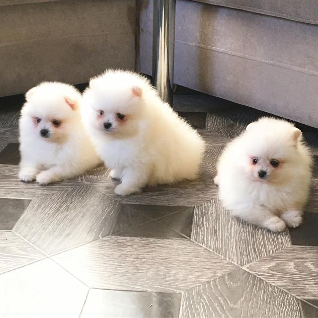 3 wunderschöne Pomeranian Zwergspitz Wel  - Rassehunde Spitz - Stuttgart