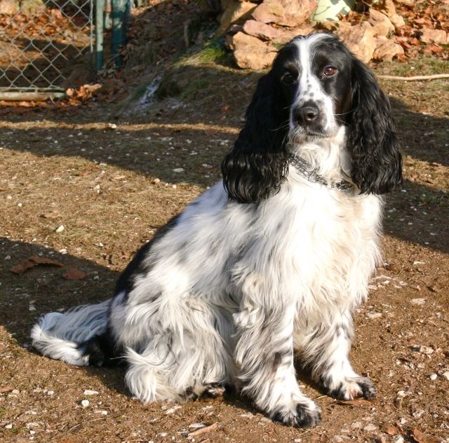 Rund um den Hund - Hundeschule - Betreuung - Pflege - Hundesitter - Burglengenfeld